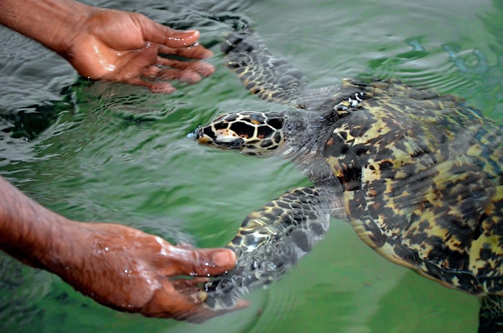 turtle-sanctuary-moonheaven-travels-srilanka