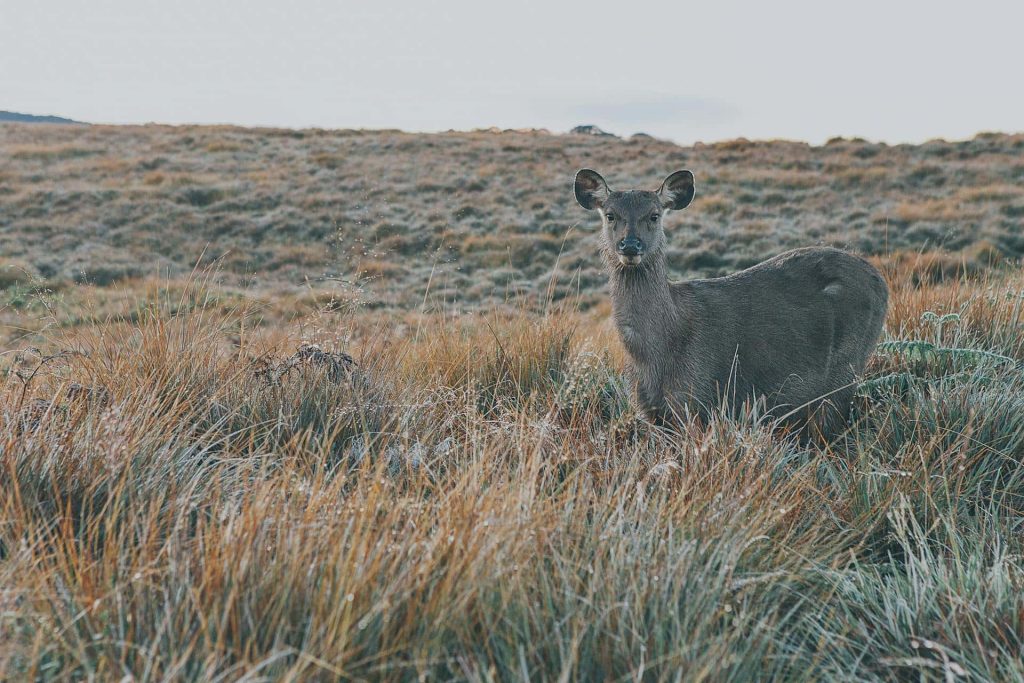 horton-plains-national-park-srilanka-moonheaven-travels