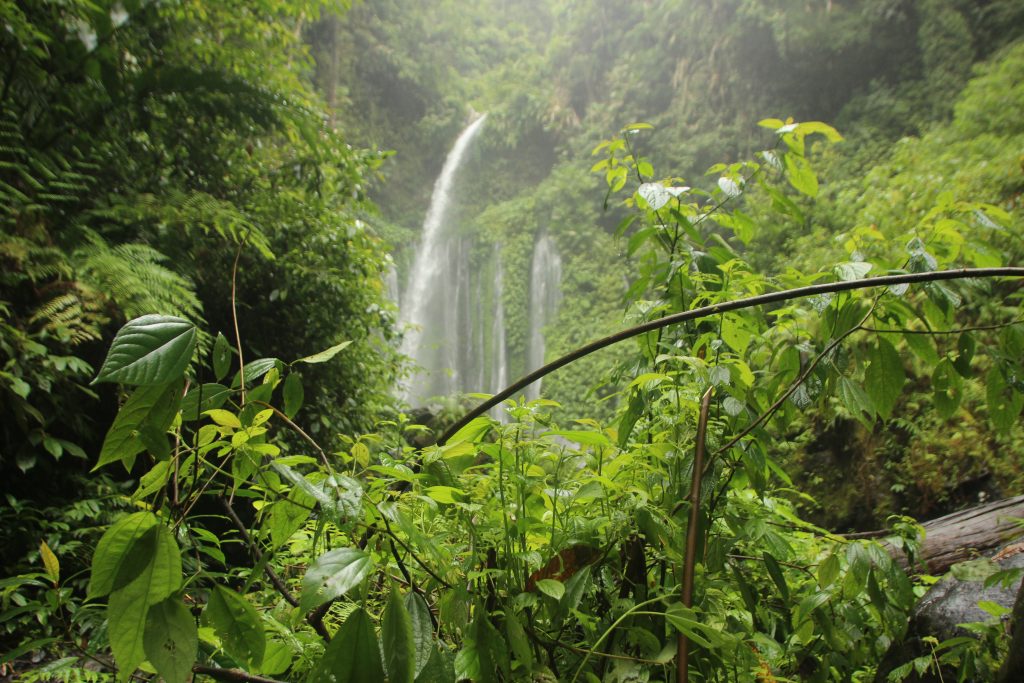 sinharajaya-rain-forest-tour-moonheaven-travels