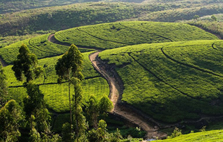 tea-plantation-srilanka-moonheaven-travels