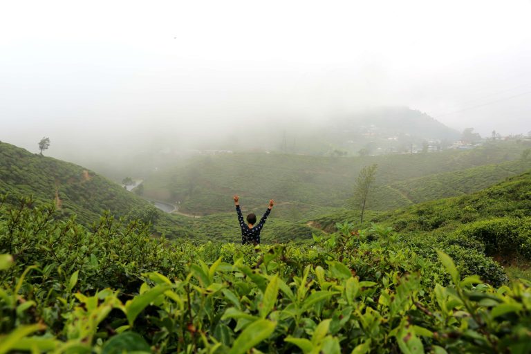 tea-plantation-tour-moonheaven-travels