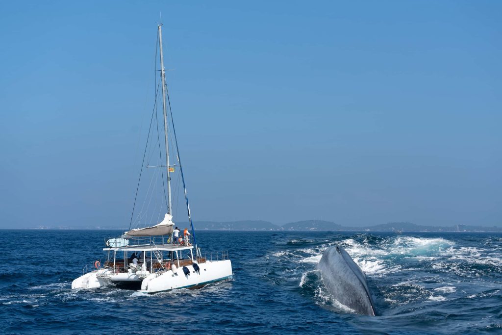 whale-watching-mirissa-srilanka-moonheaven-travels