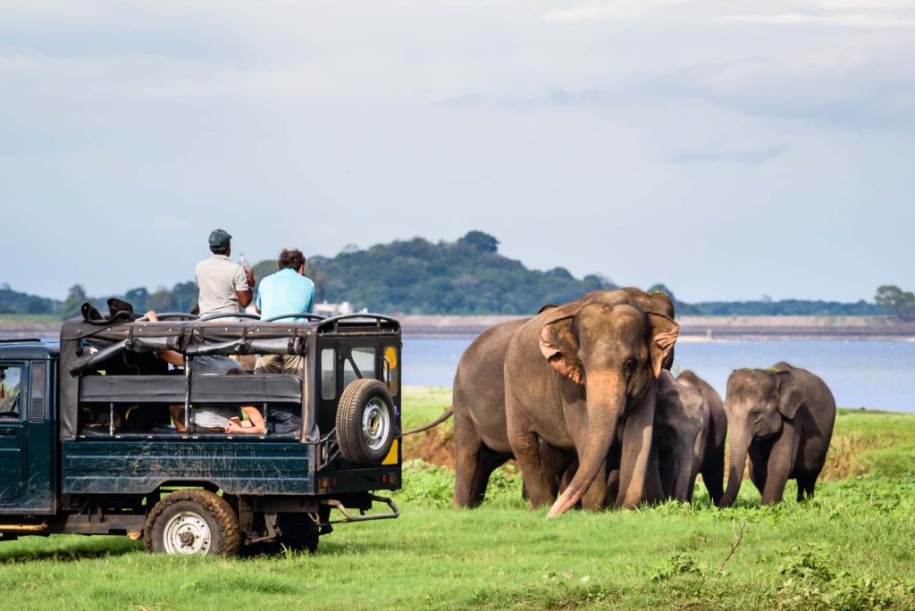 wildlife-safari-moonheaven-travels-srilanka